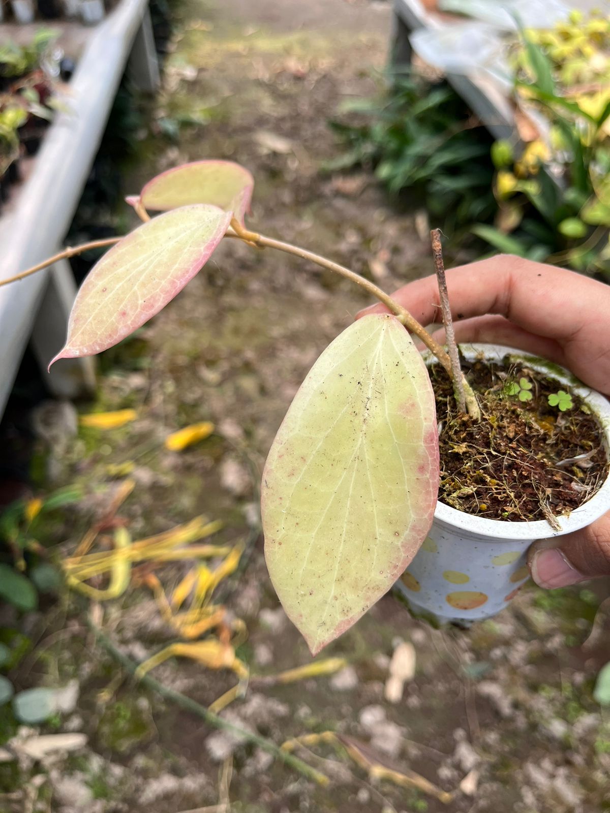 Hoya Sp Mamasa Red 2-4 Leaves