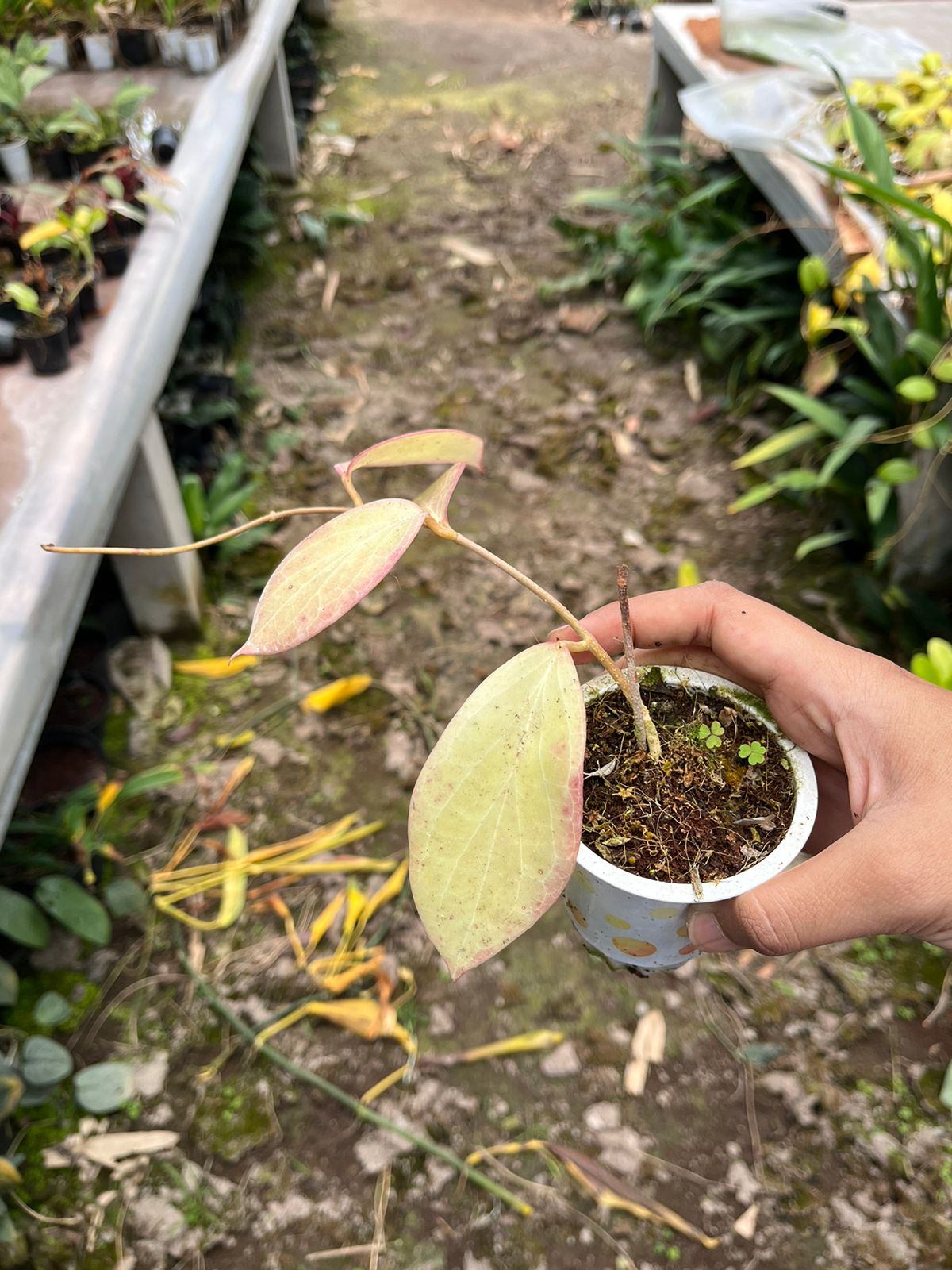 Hoya Sp Mamasa Red 2-4 Leaves
