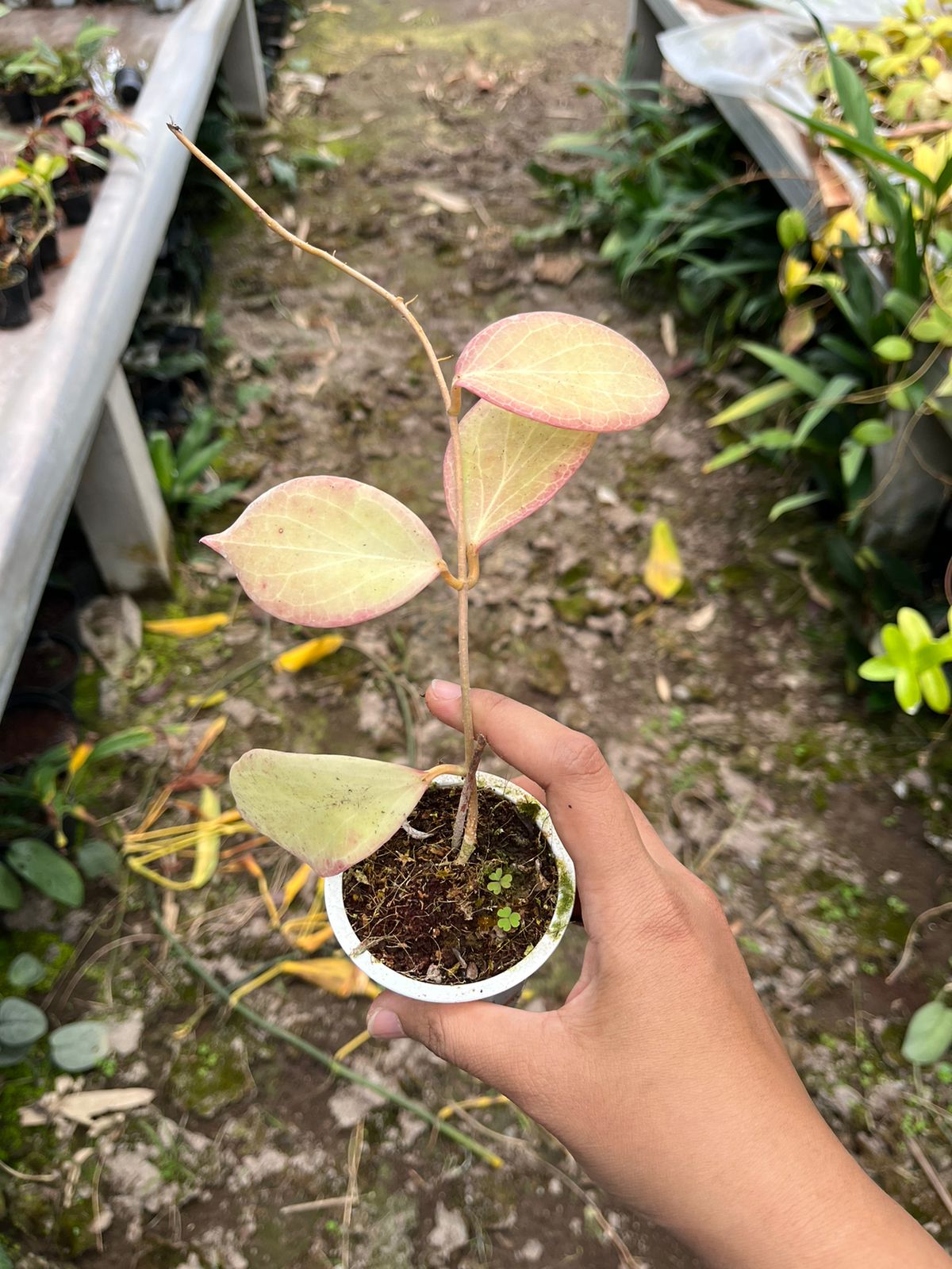 Hoya Sp Mamasa Red 2-4 Leaves
