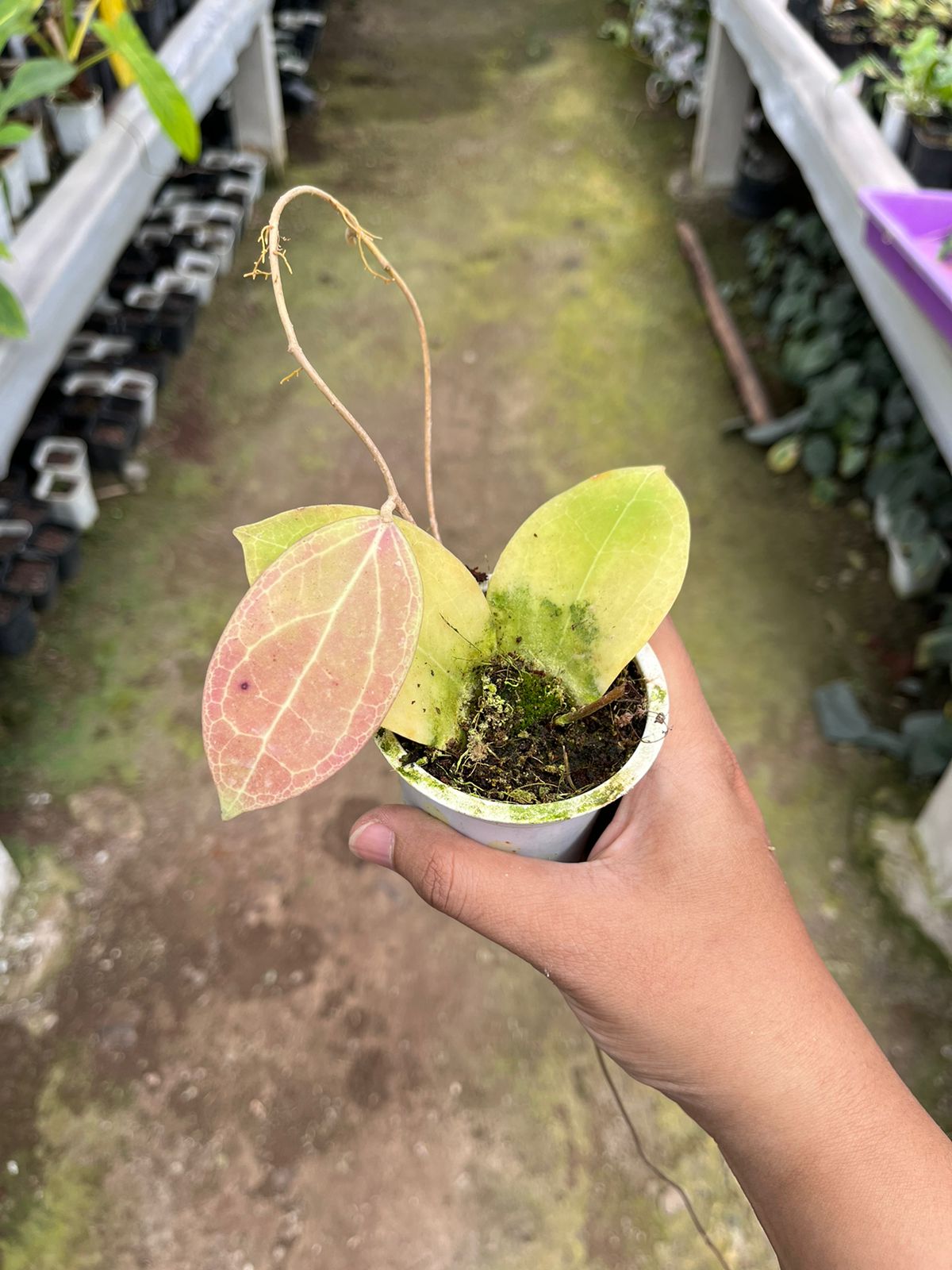 Hoya Sp Sulawesi Red 2-4 Leaves