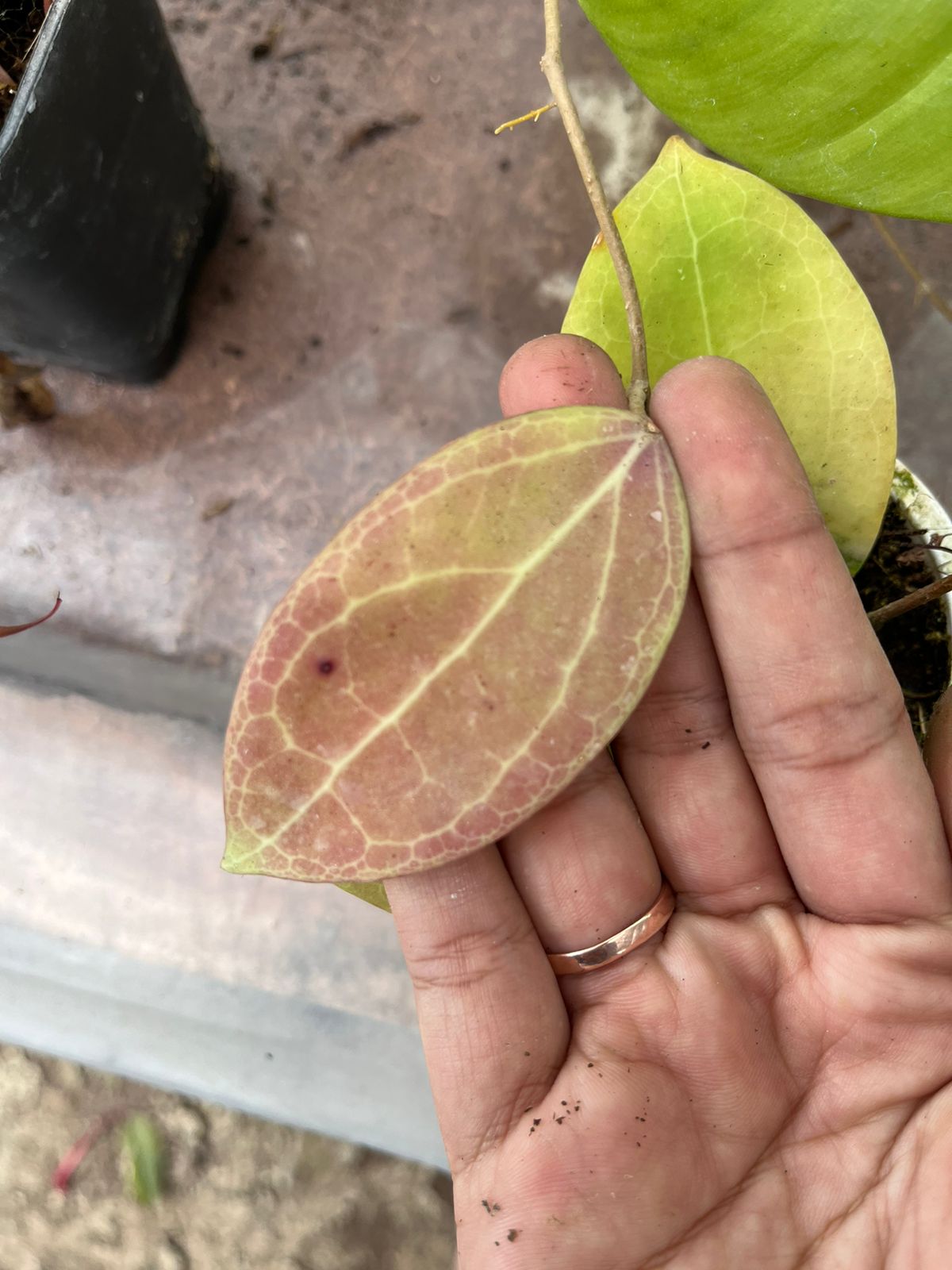 Hoya Sp Sulawesi Red 2-4 Leaves