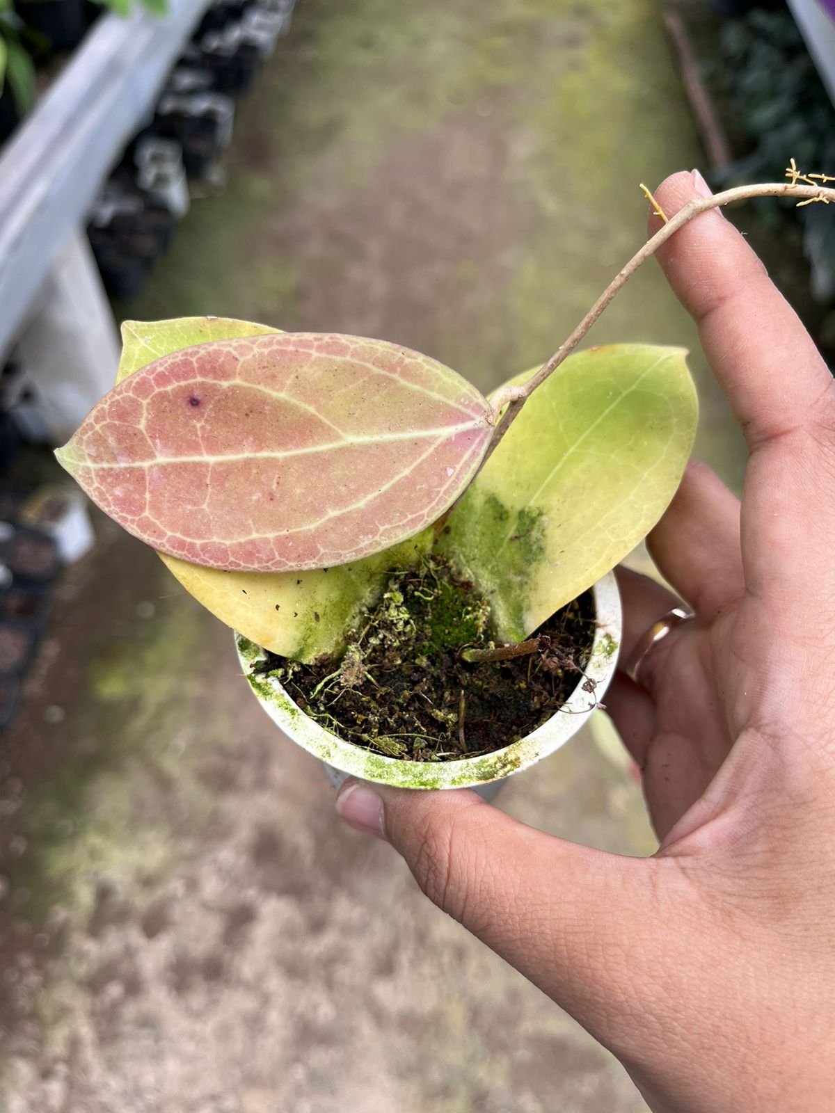 Hoya Sp Sulawesi Red 2-4 Leaves