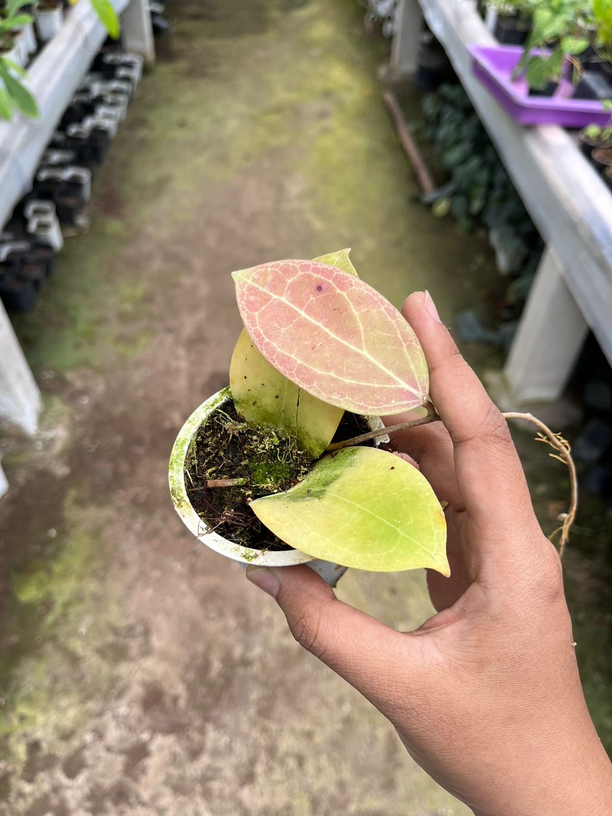 Hoya Sp Sulawesi Red 2-4 Leaves