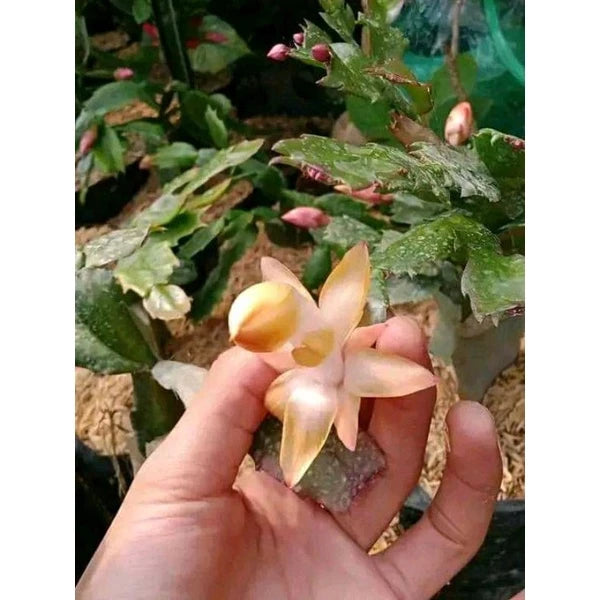 Epiphyllum Oxypetalum Orange Flower 20 - 30cm