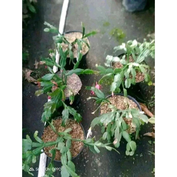 Epiphyllum Oxypetalum Orange Flower 20 - 30cm