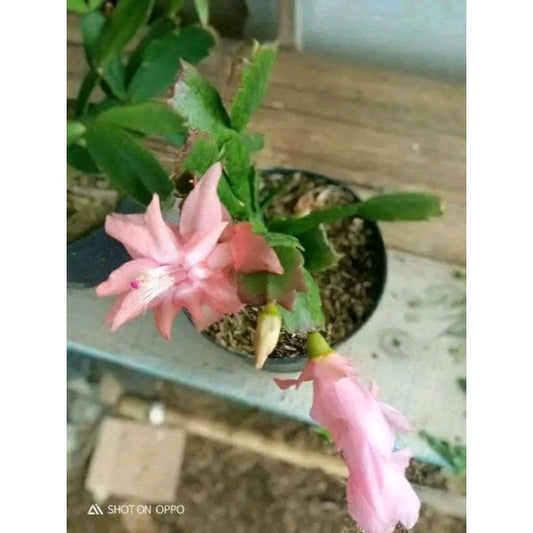 Epiphyllum Oxypetalum Orange Flower 20 - 30cm