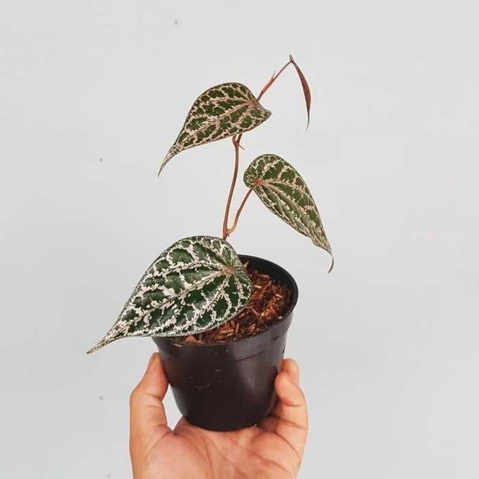 Piper Crocatum 2 - 4 leaves