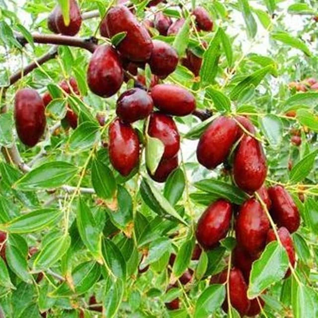 Ziziphus Jujuba 20 - 30cm