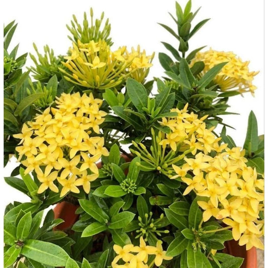 Ixora "Yellow Flower" 20 - 30cm