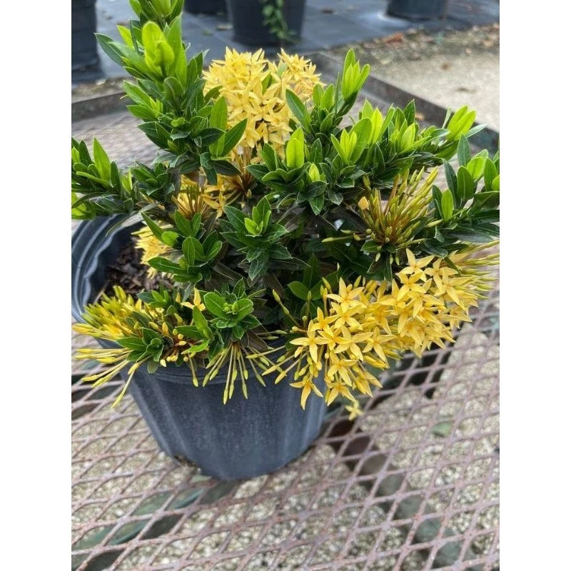 Ixora "Yellow Flower" 20 - 30cm