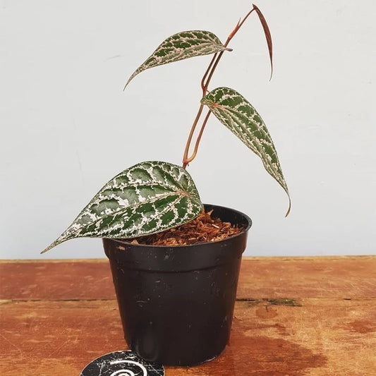 Piper Crocatum 2 - 4 leaves