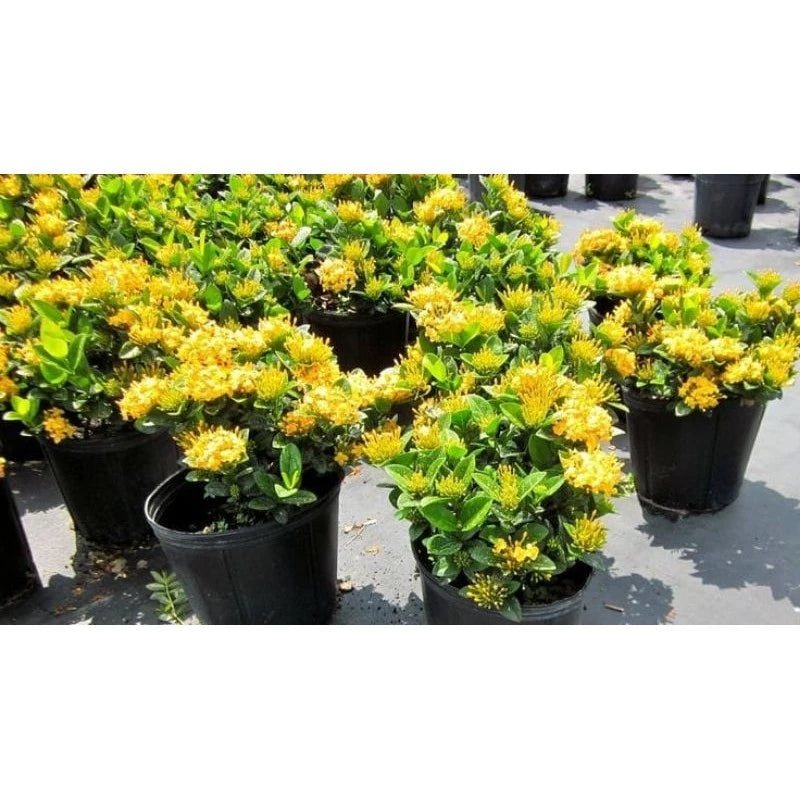 Ixora "Yellow Flower" 20 - 30cm
