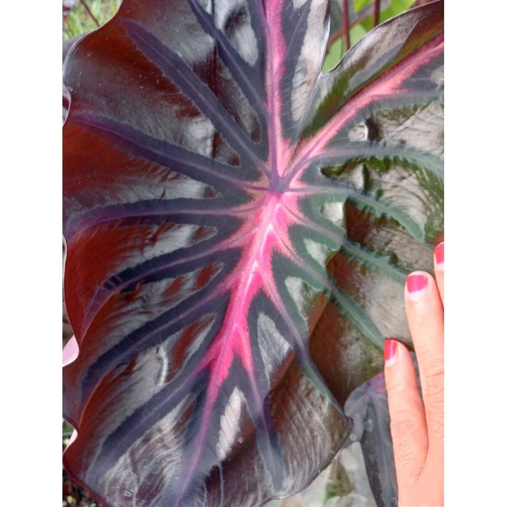 Colocasia Bagaskara 2-3 Leaves