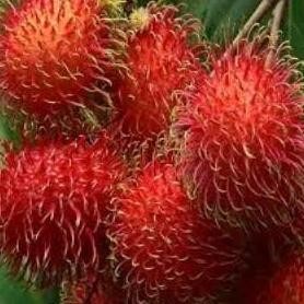 Rambutan Garuda Jumbo 30 - 50cm