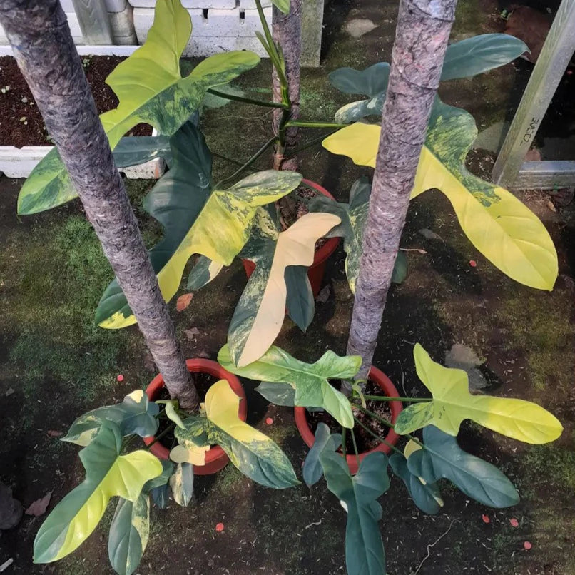 Philodendron Bipennifolium Variegated 2 - 4 leaves