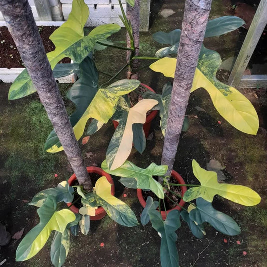 Philodendron Bipennifolium Variegated 2 - 4 leaves