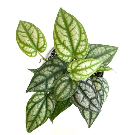 Piper Sylvaticum 2 - 4 leaves