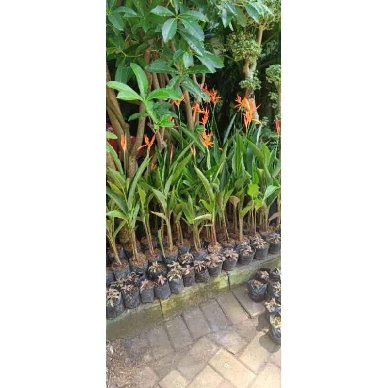 Heliconia Hirsuta 2-3 Leaves