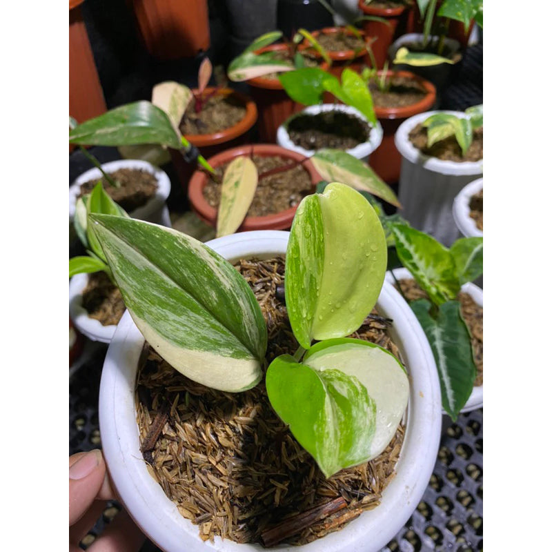 Scindapsus Treubii Variegated 2 - 4 leaves