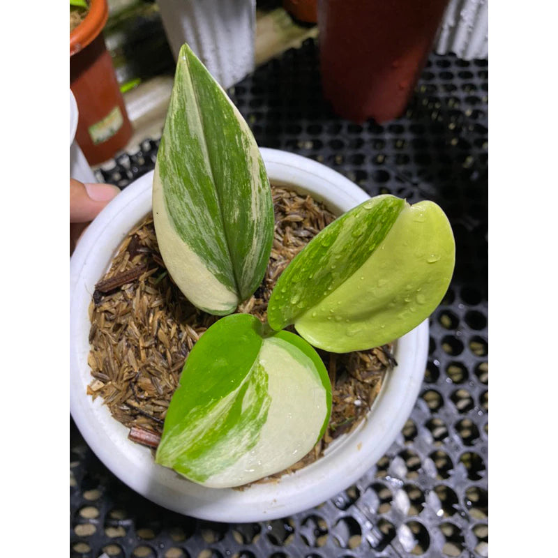 Scindapsus Treubii Variegated 2 - 4 leaves