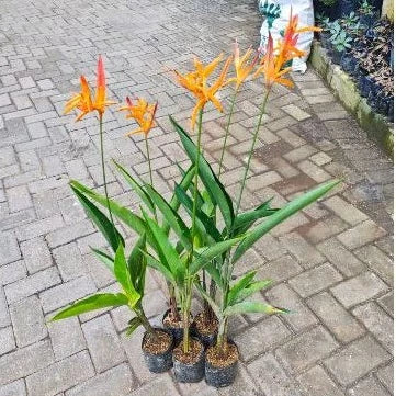Heliconia Hirsuta 2-3 Leaves
