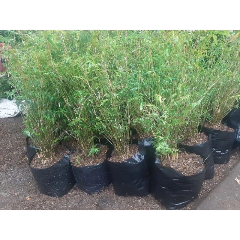 Pseudosasa Japonica "Japan Arrow Bamboo" 20 - 30cm