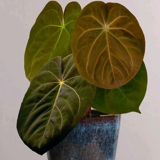 Anthurium Hofmanii - 4 leaves