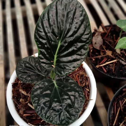 Piper Sp Papua 2 - 4 leaves