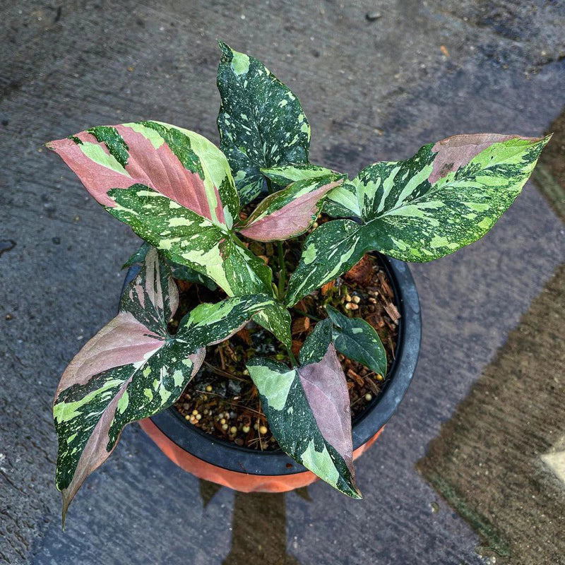 Syngonium Tricolor 2-3 Leaves