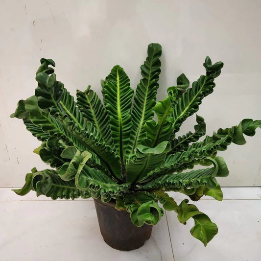 Asplenium Lasagna 20 - 30cm