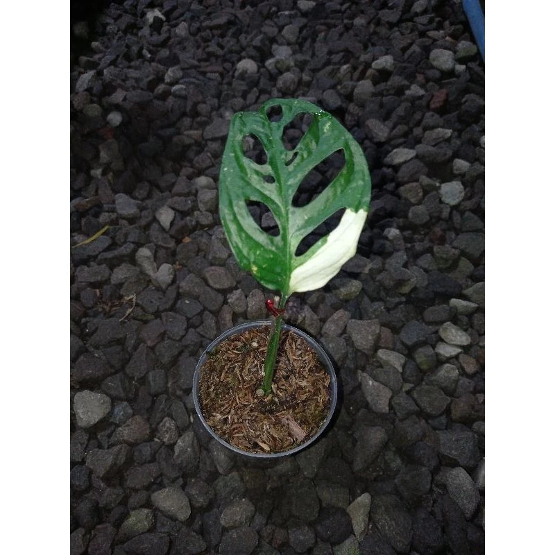 Monstera Adansonii Japan Variegated 2-3 Leaves