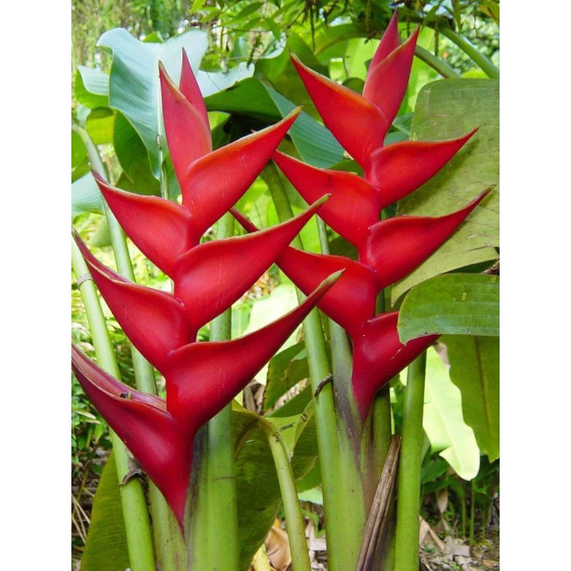 Heliconia Caribea 2-3 Leaves