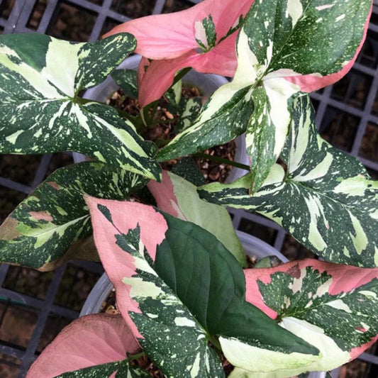 Syngonium Tricolor 2-3 Leaves