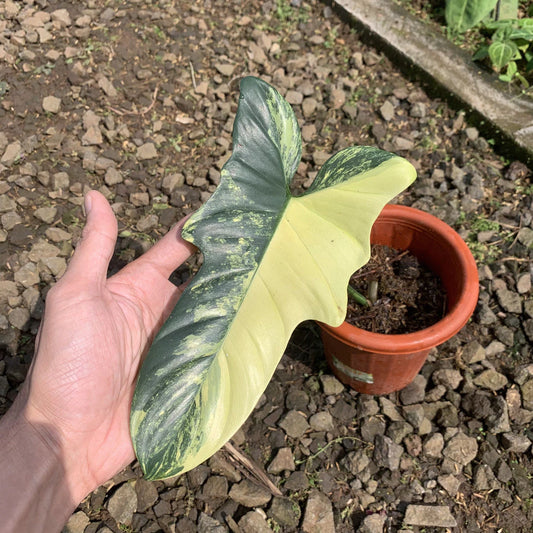 Philodendron Violin Variegated 2-3 Leaves
