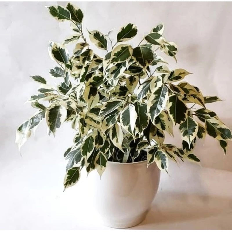 Variegated Ficus Benjamina 20 - 30cm