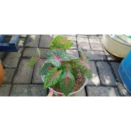 Caladium Bicolor - 4 leaves