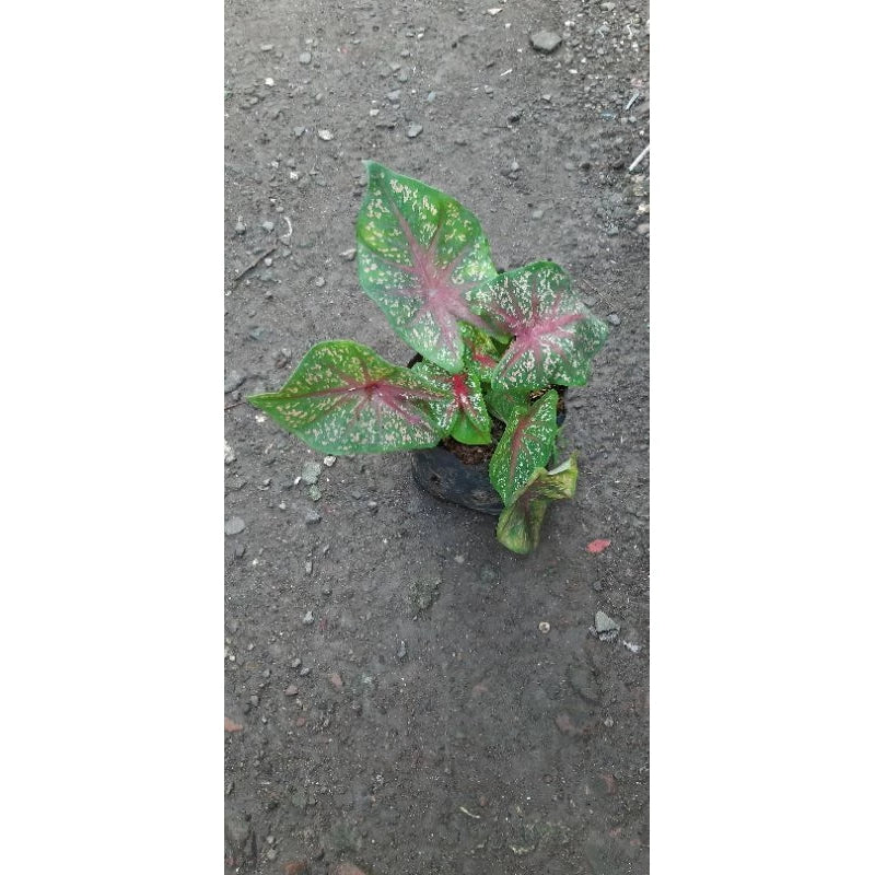 Caladium Bicolor - 4 leaves