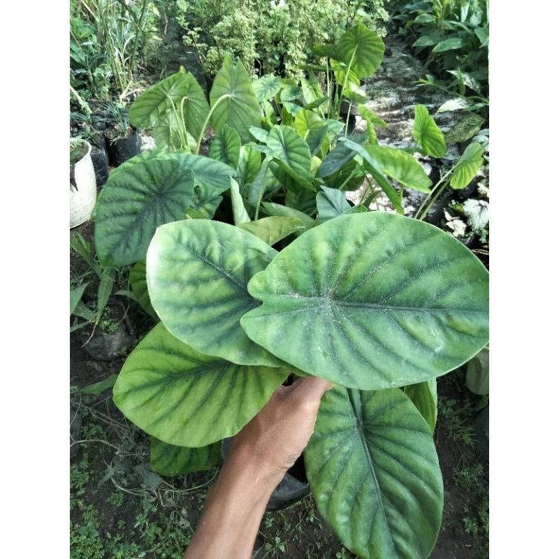 Alocasia Green Shield 2-3 Leaves