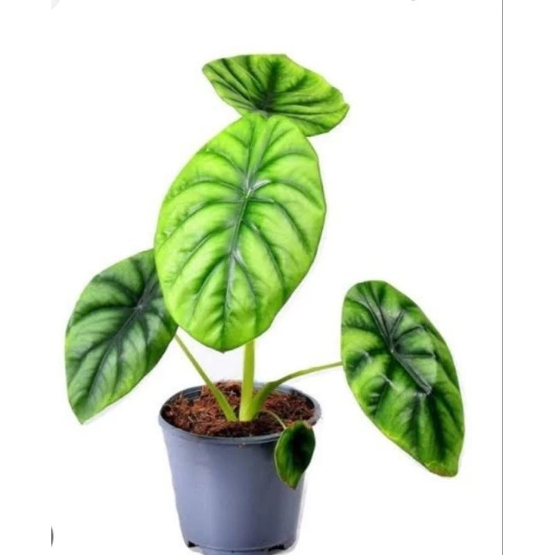 Alocasia Green Shield 2-3 Leaves