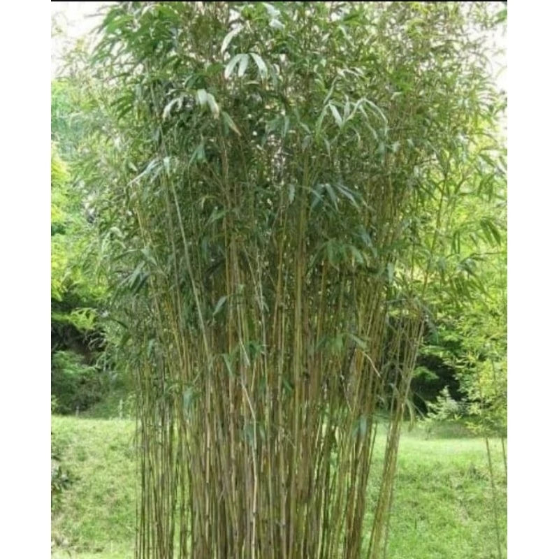 Pseudosasa Japonica "Japan Arrow Bamboo" 20 - 30cm