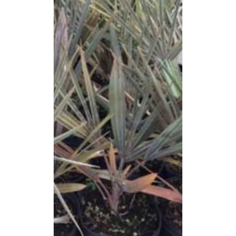 Bismarck Palm 20 - 30cm