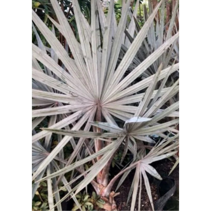 Bismarck Palm 20 - 30cm