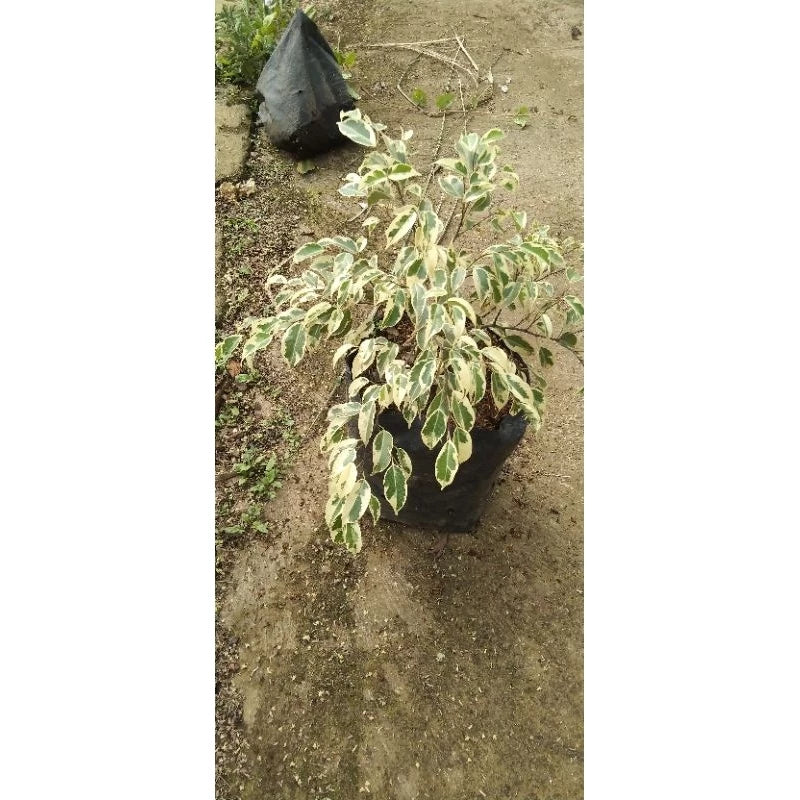 Variegated Ficus Benjamina 20 - 30cm