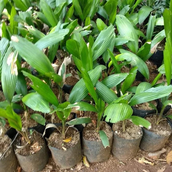 Licuala Grandis Monster 2 - 4 leaves