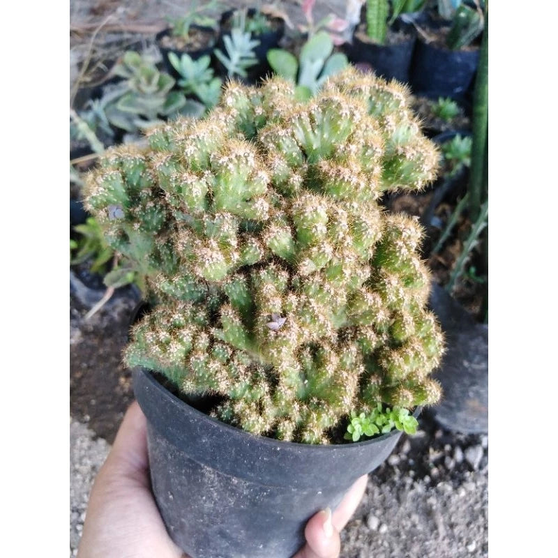 Cereus Jamacaru medium size