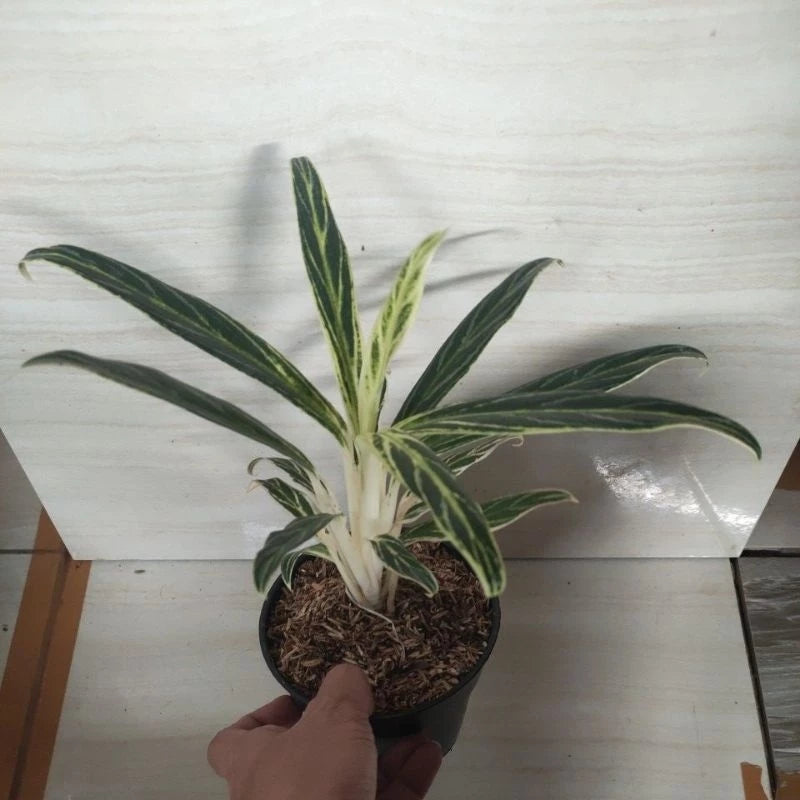 Aglaonema Bamboo 2 - 4 leaves