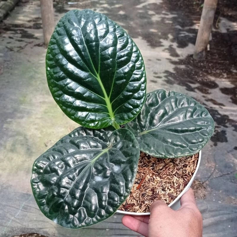Piper Sp Papua 2 - 4 leaves