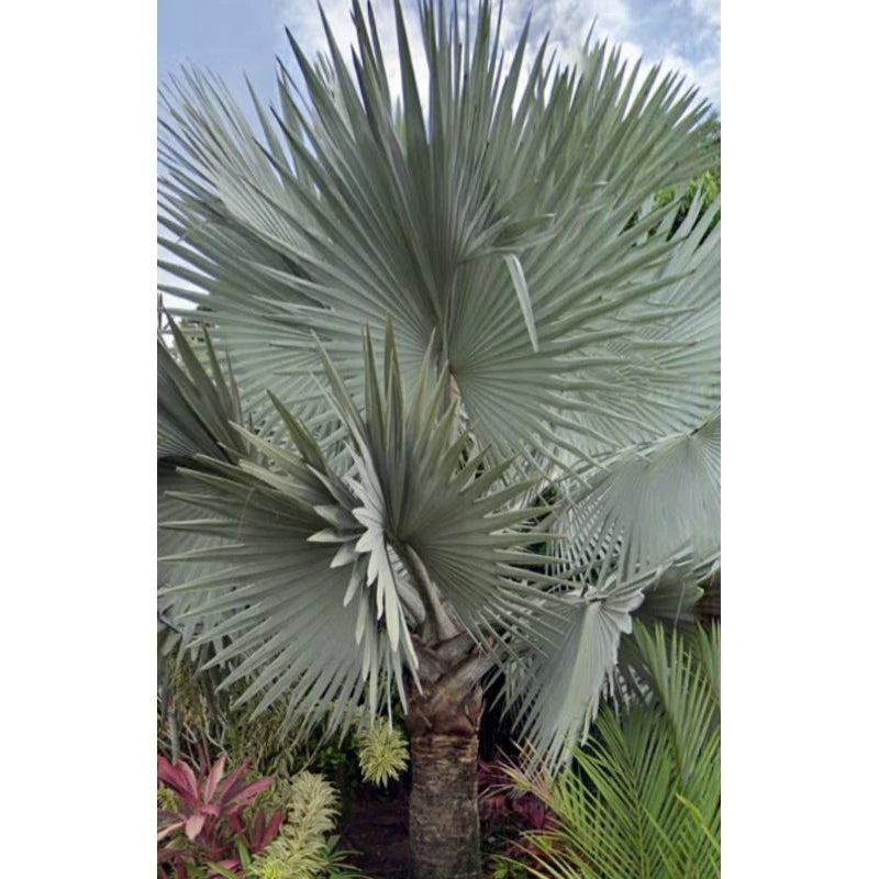 Bismarck Palm 20 - 30cm