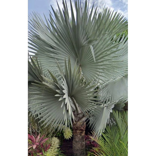 Bismarck Palm 20 - 30cm