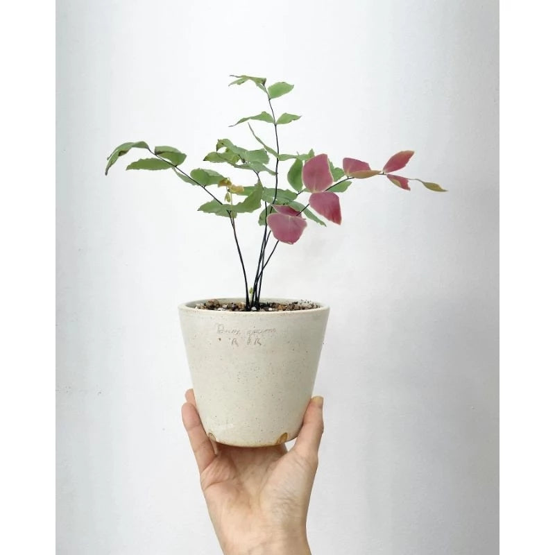 Adiantum Macrophyllum medium size